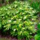 Fatisa japonica Variegata Camouflage - Japanese Aralia in 1.3 L Pot
