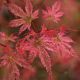 Acer palmatum Phoenix -Japanese Maple - Plant in 3 L Pot