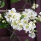 Chaenomeles speciosa Nivalis - Ornamental Quince - Plant in 2 L Pot