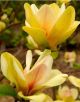 Magnolia Sunsation - Magnolia - Grafted Plant in 5 L Pot