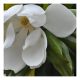 Magnolia grandiflora Galissonnière - Evergreen Magnolia, Plant in 1 L Pot