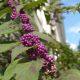 Callicarpa dichotoma Issai - Beauty Berry - Plant in 9 cm Pot