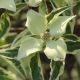 Cornus kousa Peve Limbo-Chinese Dogwood Grafted in 1.3 L Pot