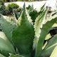 Agave salmiana -,Reduced to Clear - Large Plant in 2 L Pot