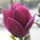 Magnolia Genie - Magnolia, Plant in 1L Pot