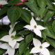 Cornus kousa Bodnant-Chinese Dogwood Grafted in 1.3 L Pot