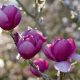 Magnolia Black Tulip - Magnolia - Grafted Plant in 5 L Pot
