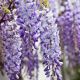 Wisteria sinensis - Chinese Wisteria - Grafted Plant in 9 cm Pot