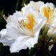 Azalea knaphill Persil - Deciduous Azalea Plant in 9 cm Pot
