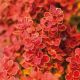 Berberis thunbergii Orange Ice - Barberry - Plant in 9 cm Pot
