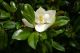 Magnolia grandiflora Galissonnière - Evergreen Magnolia, Plant in 2 L Pot
