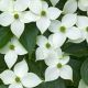 Cornus kousa Milky Way-Chinese Dogwood Grafted in 1.3 L Pot