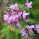 Cercis siliquastrum -Judas Tree in 9 cm Pot