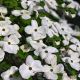 Cornus Eddie's White Wonder-Flowering Dogwood Grafted in 1.3L Pot