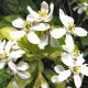 Choisya ternata Sundance - Mexican Orange - Plant in 2 L Pot