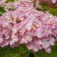Hydrangea macrophylla Ayesha - Hydrangea - Plant in 2 L Pot