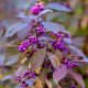 Callicarpa bodinieri giraldii Profusion-Beauty Berry Profusion in 2 L Pot