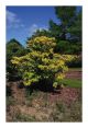 Cornus Florida Moonlight - American Dogwood Grafted - Plant in 5 L Pot