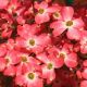 Cornus Florida Cherokee Chief-American Dogwood Grafted in 1.3 L Pot