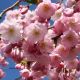 Prunus Accolade - Flowering Cherry - Plant in 10.5 cm Pot