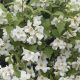 Philadelphus Belle Etoile - Mock Orange - Plant in 9cm Pot