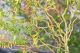 Salix babylonica VAR. pek. Tortuosa - Dragon Claw Willow, Plant in 12 cm Pot