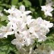 Jasminum officinale - Common Jasmine - Plant in 10.5cm Pot