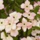Cornus rutgersensis Stellar Pink-Chinese Dogwood in 1.3 L Pot
