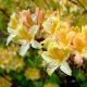 GARDEN HAVEN Azalea knaphill Harvest Moon - Deciduous Azalea Plant in 9cm Pot
