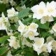 Philadelphus coronarius-Mock Orange in 9 cm Pot
