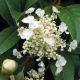 Hydrangea seemannii - Evergreen Climbing Hydrangea, Plant in 9cm Pot