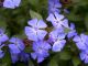 Ceratostigma willmottianum - Chinese Plumbago - Plant in 2 L Pot