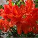 Azalea knaphill Saturnus (sub Feuerwerk) - Deciduous Azalea Plant in 9 cm Pot