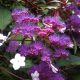 Hydrangea aspera Rosemary Foster - Rough Leaved Hydrangea - Plant in 2 L Pot