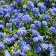 Ceanothus Concha - California Lilac - Plant in 2 L Pot