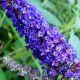 Buddleja davidii Empire Blue-Butterfly Bush in 2 L Pot