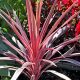 Cordyline x banksii Paso Doble - New Introduction - Plant in 2 L Pot