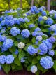 Hydrangea macrophylla Nikko Blue - Hydrangea - Plant in 3 L Pot