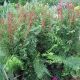Osmunda regalis - Royal Fern - Plant in 9 cm Pot