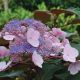 Hydrangea aspera Hot Chocolate-Rough Leaved Hydrangea in 9 cm Pot
