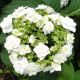 Hydrangea macrophylla Doppio Bianco - Hydrangea - Plant in 2 L Pot