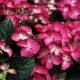 Hydrangea macrophylla Dark Angel-Hydrangea in 12 cm Pot