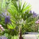 Trachycarpus fortunei - Twin stem Chusan Palm - Plant in 3 L Pot.
