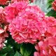 Hydrangea macrophylla Masja-Hydrangea in 12 cm Pot