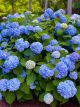Hydrangea macrophylla Nikko Blue - Hydrangea - Plant in 10.5 cm Pot