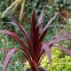 Cordyline obtecta Super Star-Cordyline in 2 L Pot