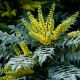 Mahonia x media Charity - Oregon Grape - plant in 9 cm pot..