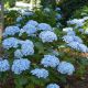 Hydrangea macrophylla Mini Penny - Hydrangea - Plant in 3 L Pot