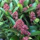 Skimmia Japonica Rubella-Skimmia in 11 cm Pot