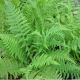 Athyrium filix-femina - Lady Fern - Plant in 9 cm Pot